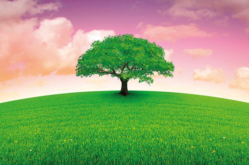 Carta da parati Albero su Prato