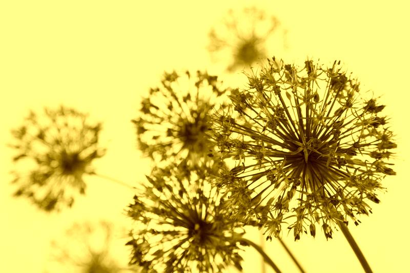 Runa Art Picture Living Room Bedroom Dandelion 5 Pieces Vintage Macro Green Wall Pictures on Non-Woven Canvas 206653a